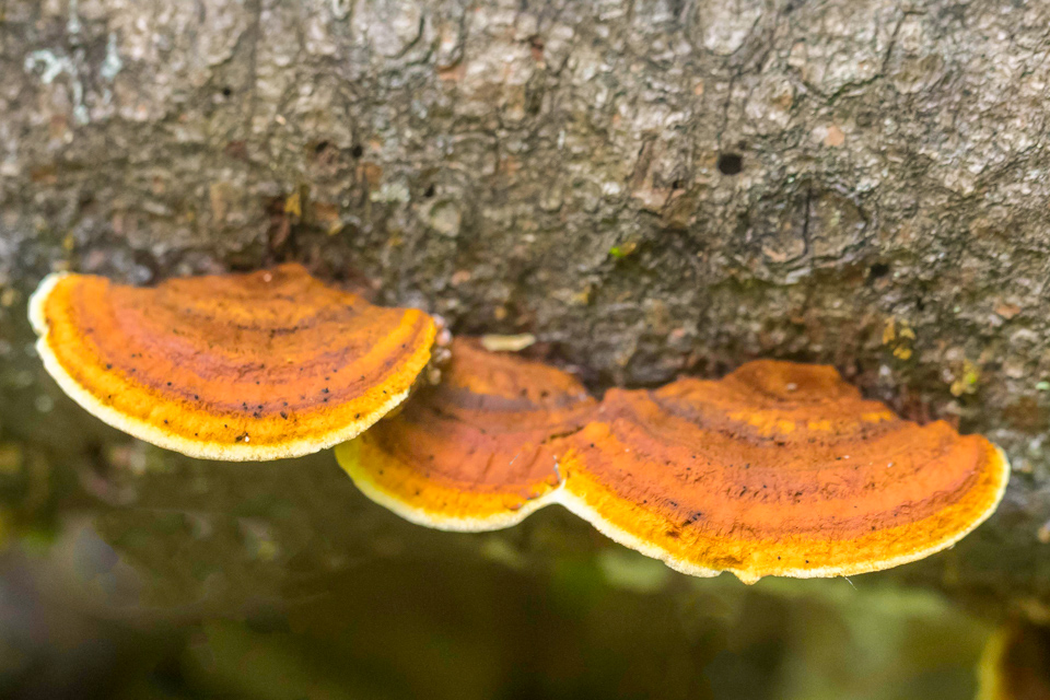 Little Saucers  in Highlands, North Carolina