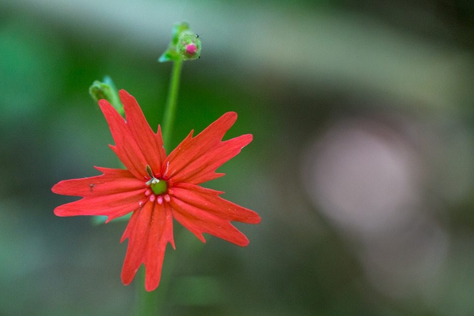 Red Burst in Highlands, North Carolina