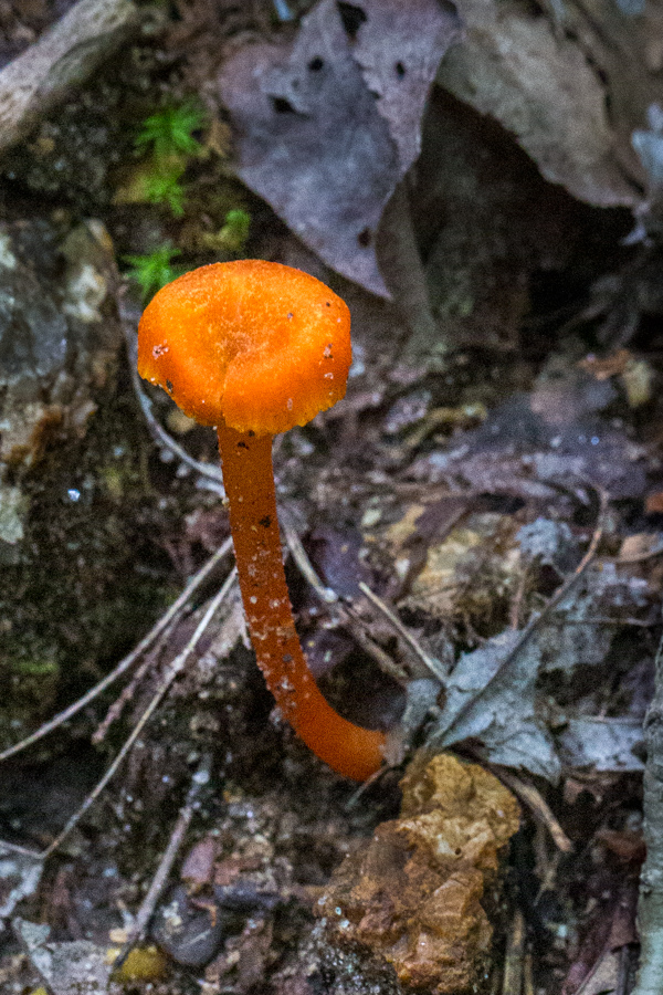 Orange Spot in Highlands, North Carolina