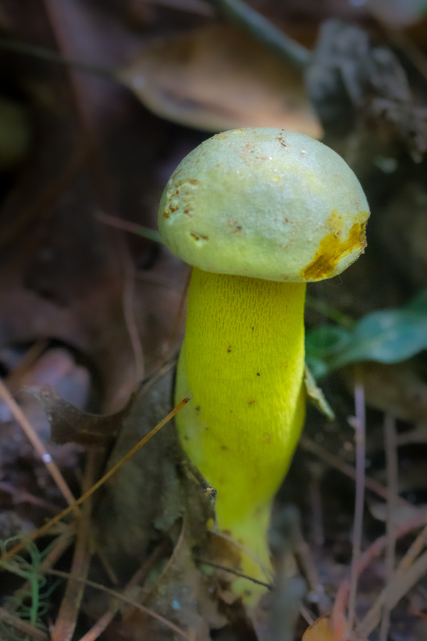 Yellow Fungus in Highlands, North Carolina
