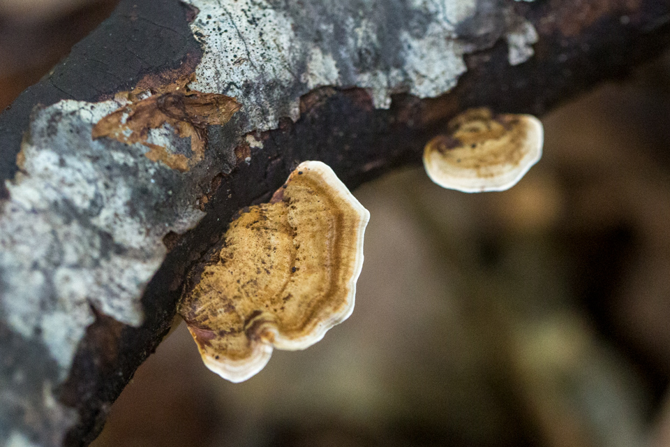 Wood Fungus in Highlands, North Carolina