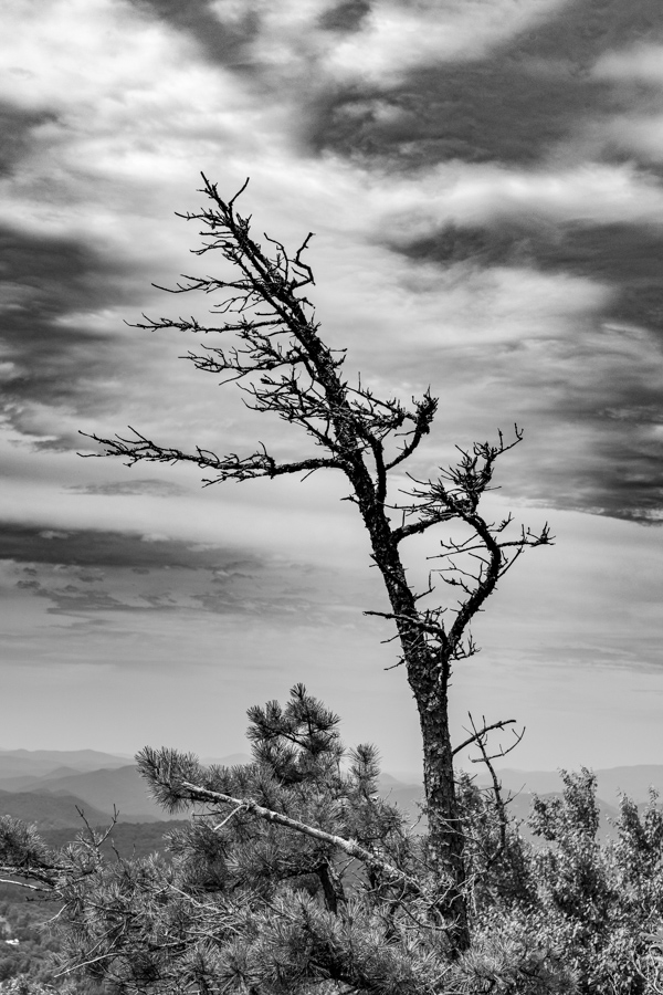 Tree in Highlands, North Carolina