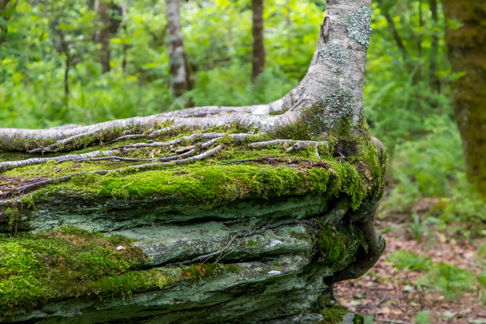 Rock tree in Highlands, North Carolina