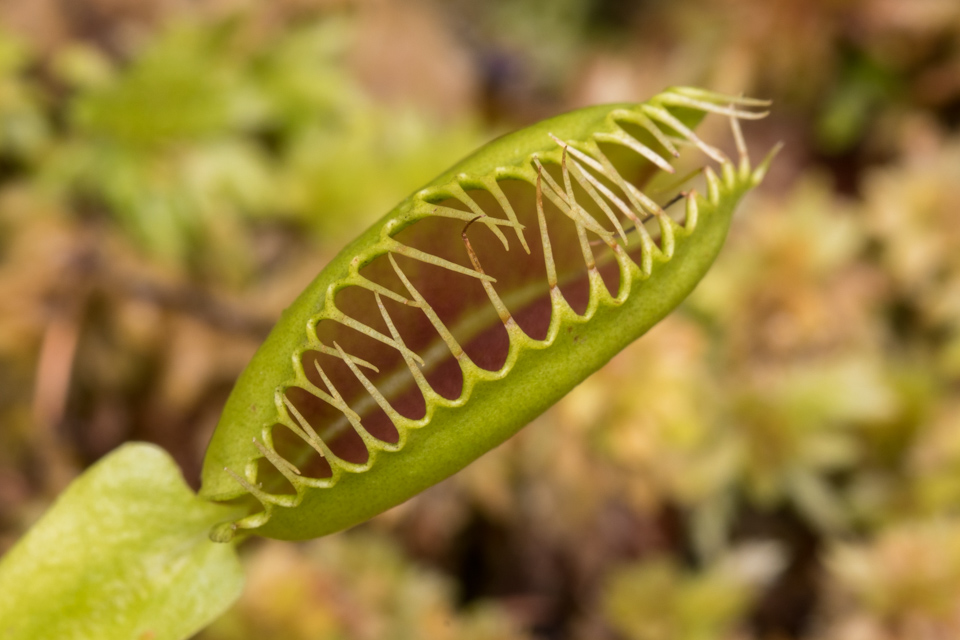 Fly Trap in Highlands, North Carolina