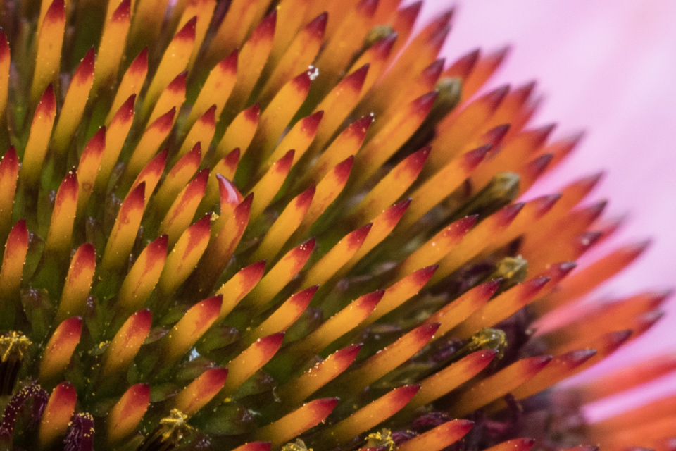 Closeup Coneflower in Highlands, North Carolina