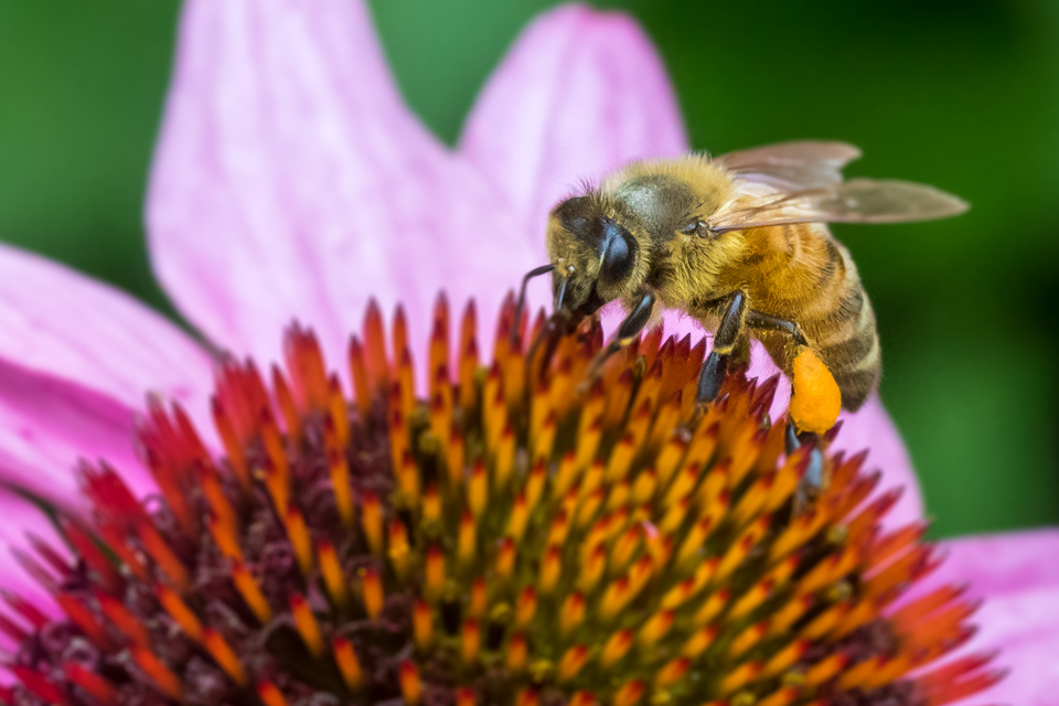 Gathering Pollen in Highlands, North Carolina