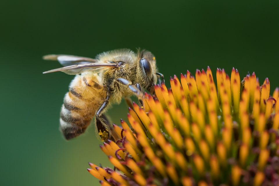 Bee Study in Highlands, North Carolina