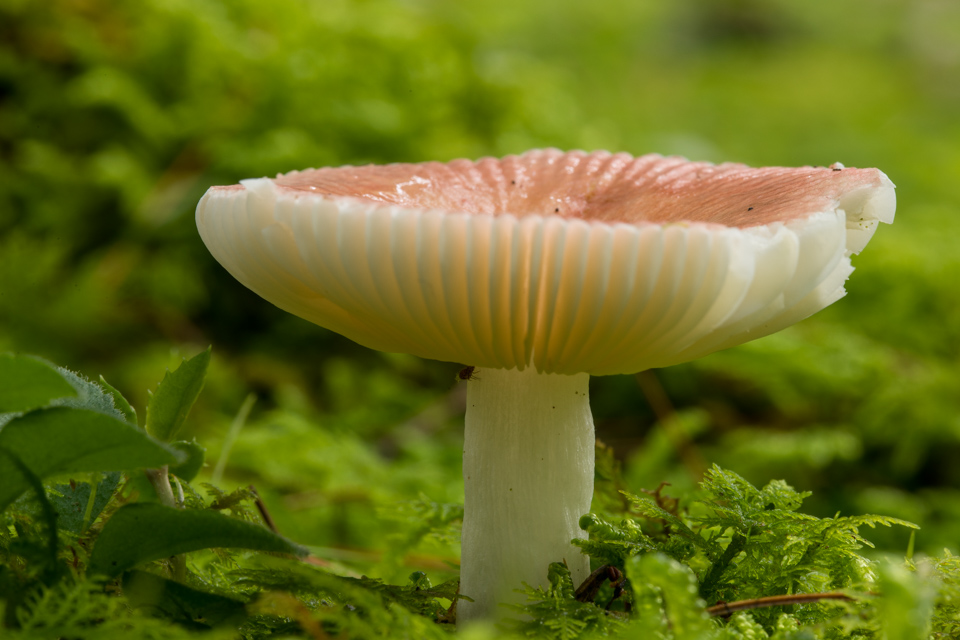 White Mushroom in Highlands, North Carolina