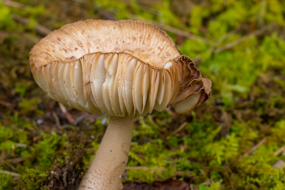 Droopy in Highlands, North Carolina