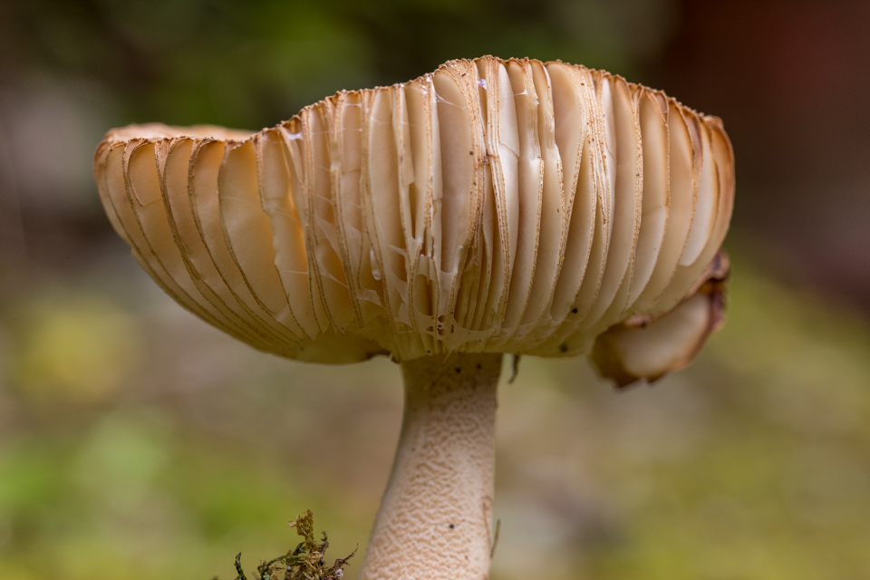 Broad Mushroom in Highlands, North Carolina