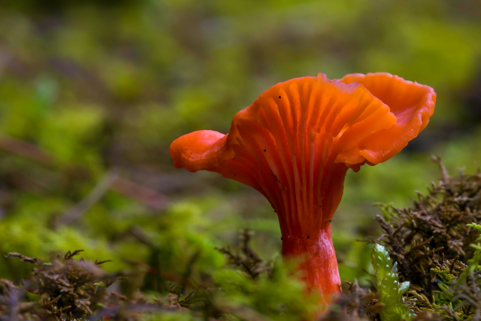 Cinnabar Chanterelle in Highlands, North Carolina