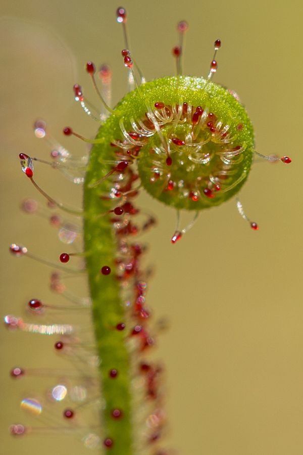 Thread-Leaved Sundew in Highlands, North Carolina