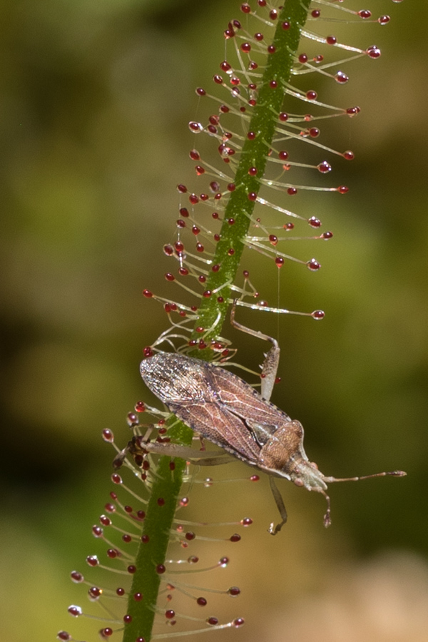 Trapped in Highlands, North Carolina