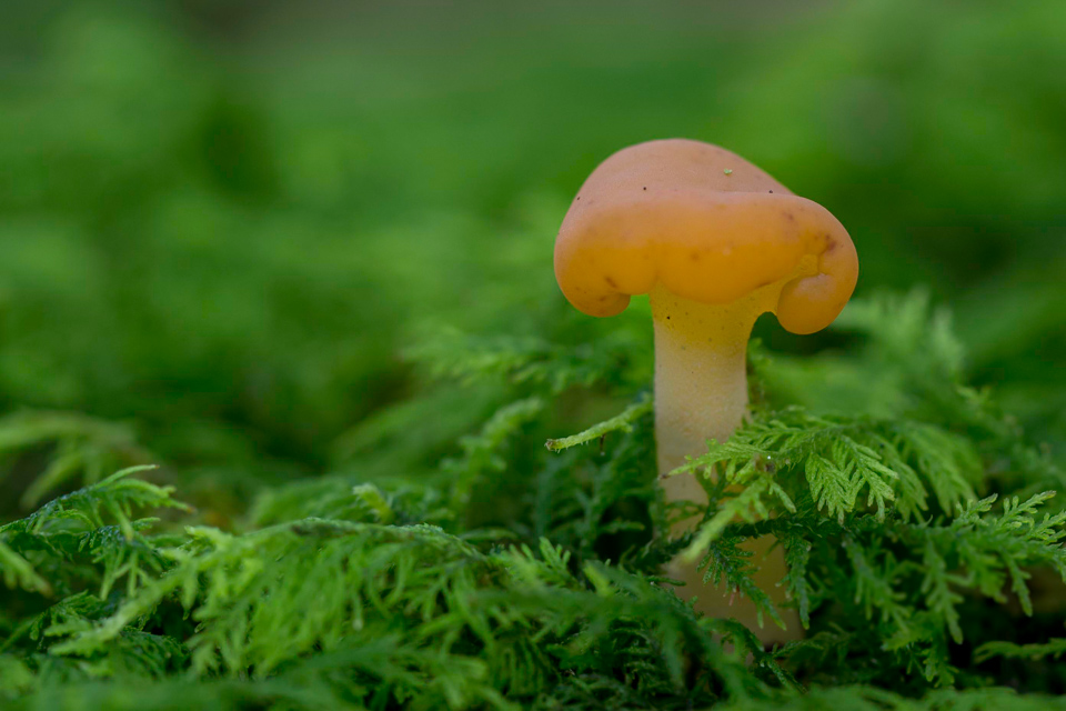 Little Forest in Highlands, North Carolina
