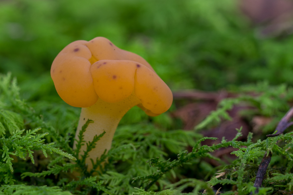 Translucent Shroom in Highlands, North Carolina
