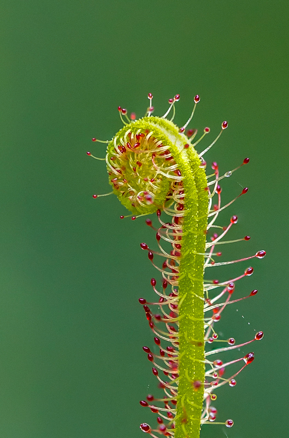Thread-Leaved Sundew V2 in Highlands, North Carolina