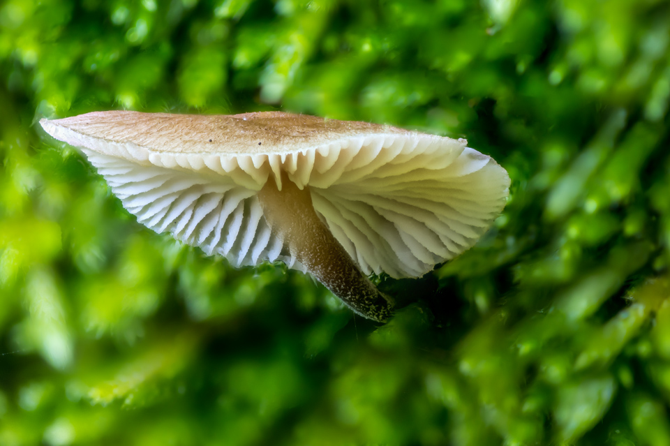 Under Shroom in Highlands, North Carolina