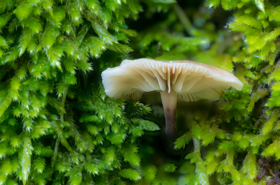 In the Moss in Highlands, North Carolina
