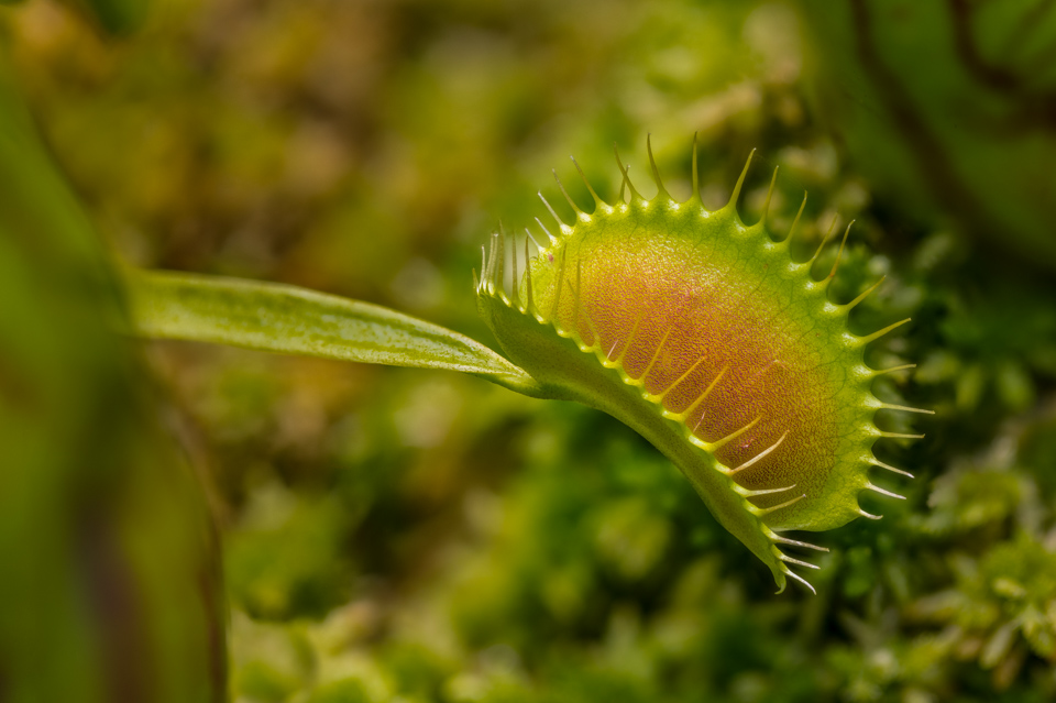 Venus Fly Trap in Highlands, North Carolina