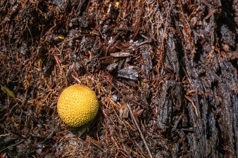 Yellow Golf Ball  in Highlands, North Carolina