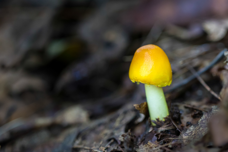 Yellow Top in Highlands, North Carolina