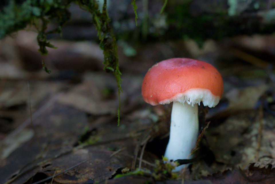 Red Top in Highlands, North Carolina