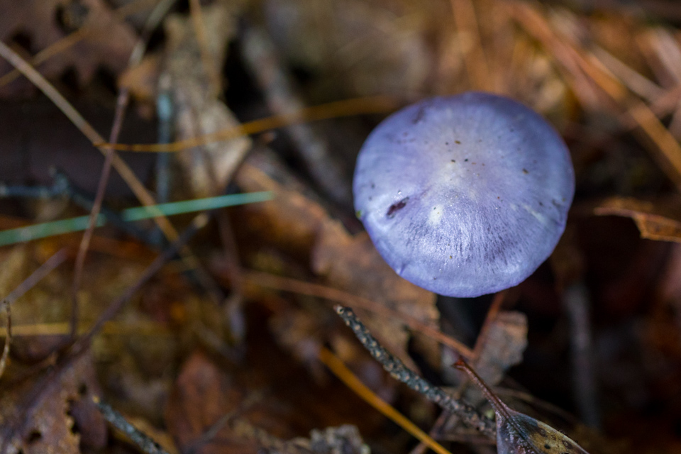 Purple Shroom in Highlands, North Carolina