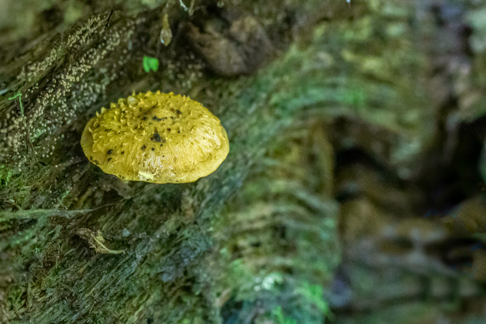 Tree Decoration  in Highlands, North Carolina
