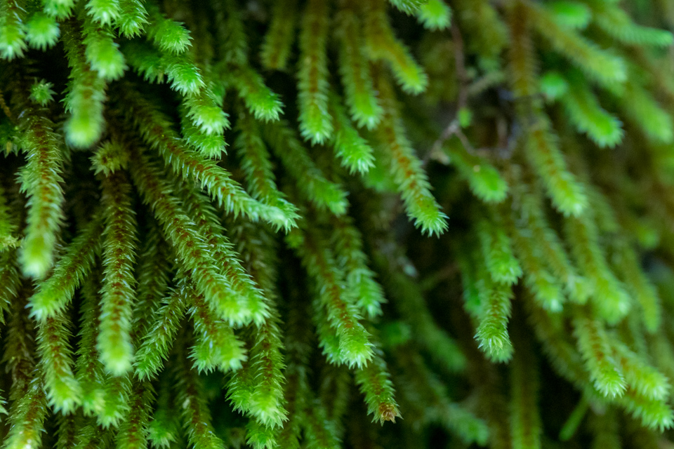 Mossy Tendrils  in Highlands, North Carolina