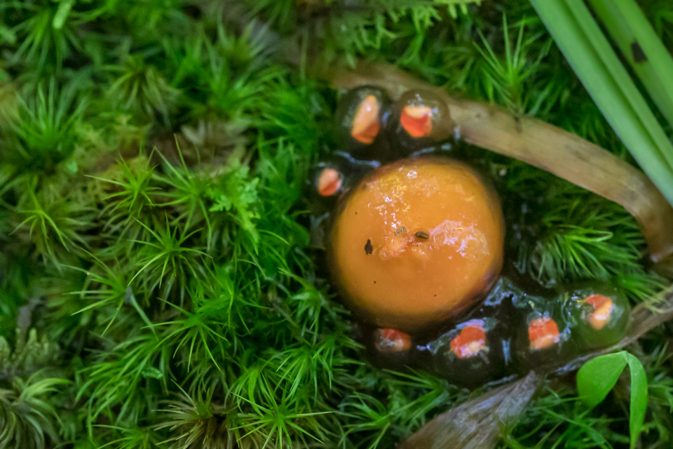 Slimy Shroom in Highlands, North Carolina