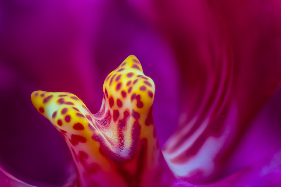 Inside an Orchid in Highlands, North Carolina