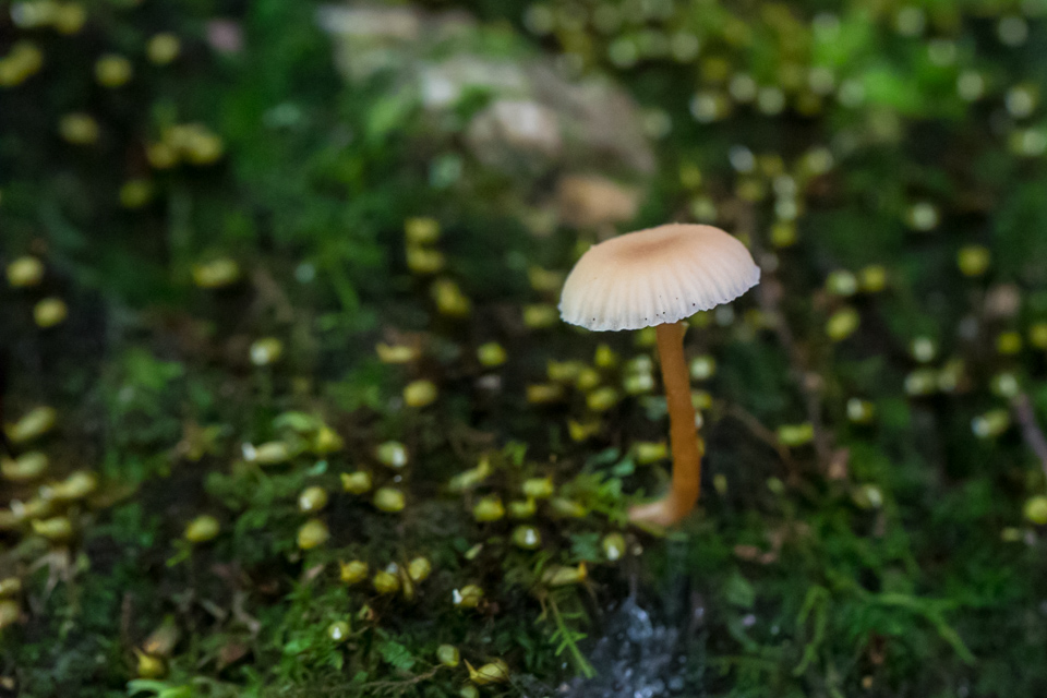 Mushroom in Flowers in Highlands, North Carolina