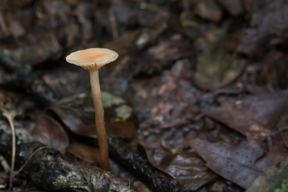 Pencil  Shroom in Highlands, North Carolina