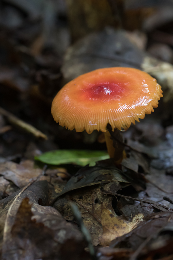 Shiney Top in Highlands, North Carolina