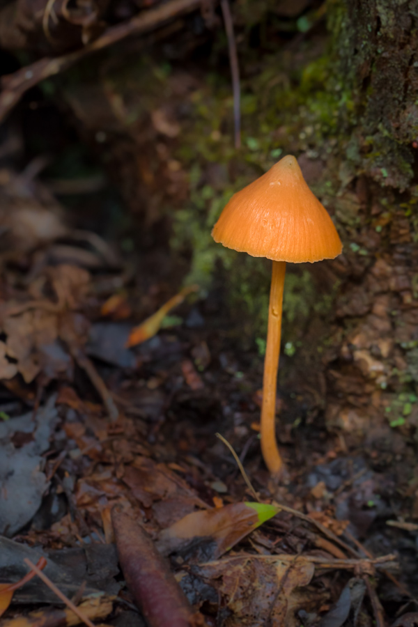 Orange Umbrella in Highlands, North Carolina