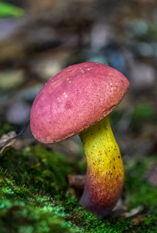 Enchanted Shroom in Highlands, North Carolina