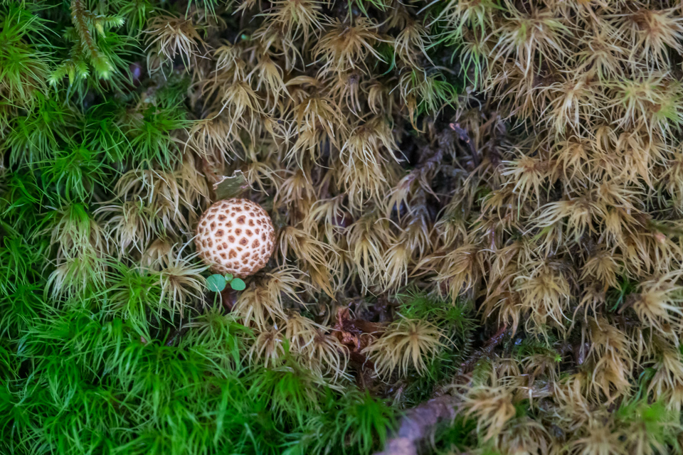 Deep in Moss in Highlands, North Carolina