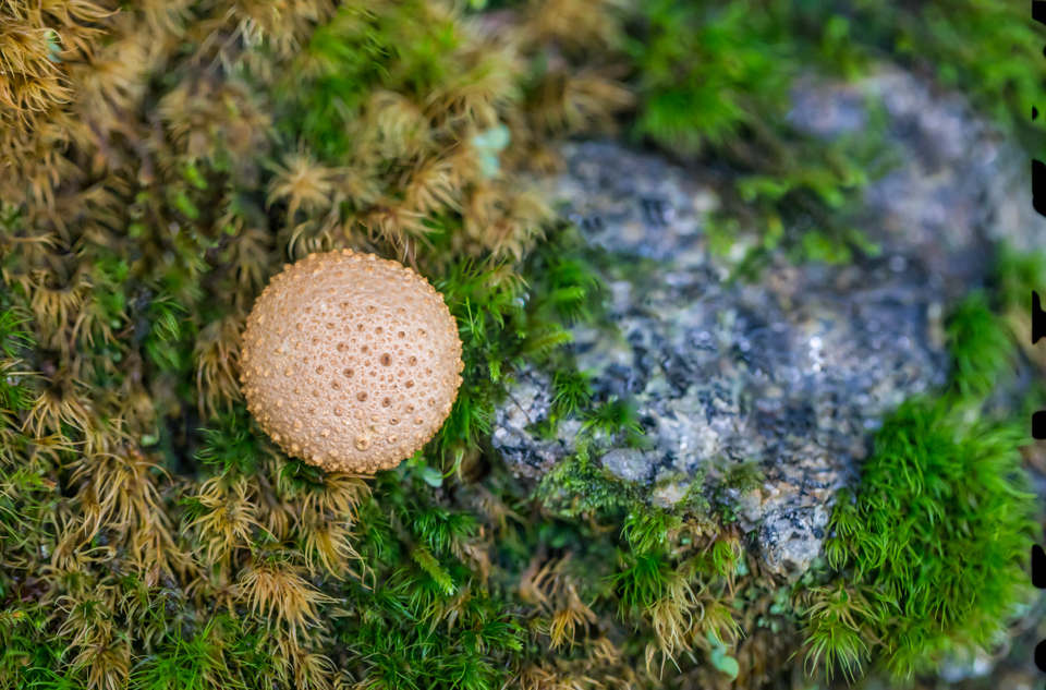 Bumpy Shroom in Highlands, North Carolina