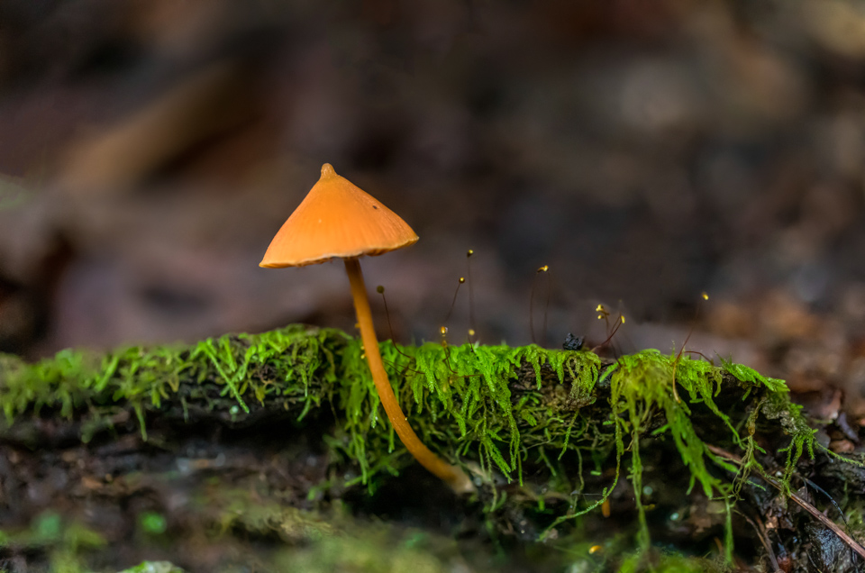 Orange on Green in Highlands, North Carolina