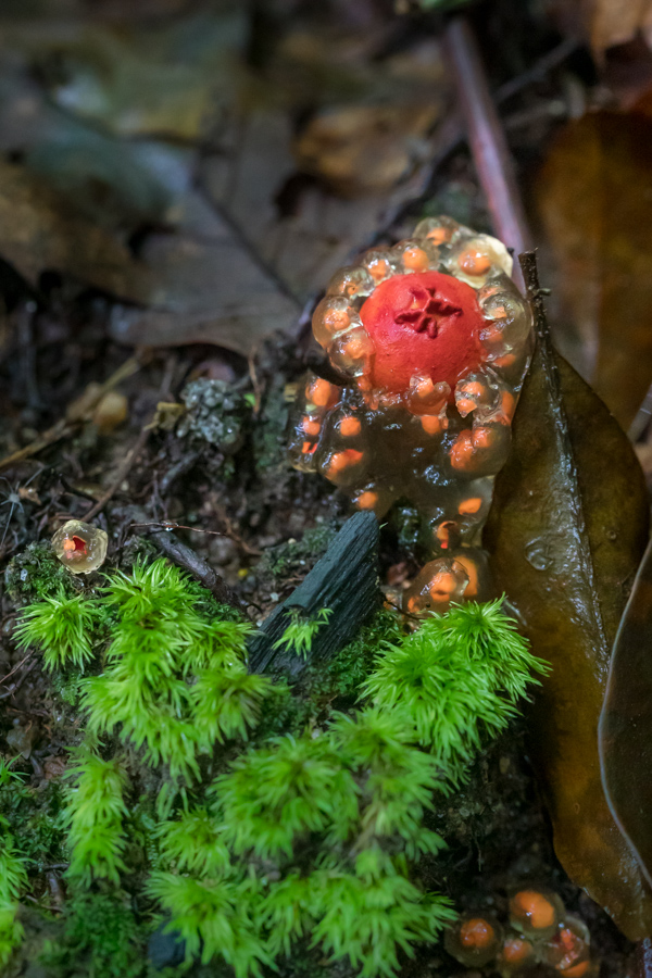 Slimey Shroom in Highlands, North Carolina