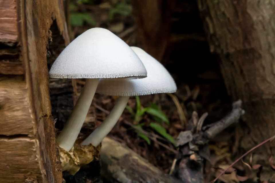 Urban 'Shrooms in Austin, Texas