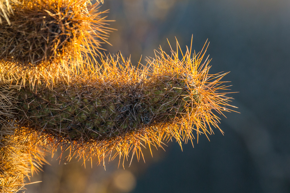 Golden Spines in Phoenix, Arizona