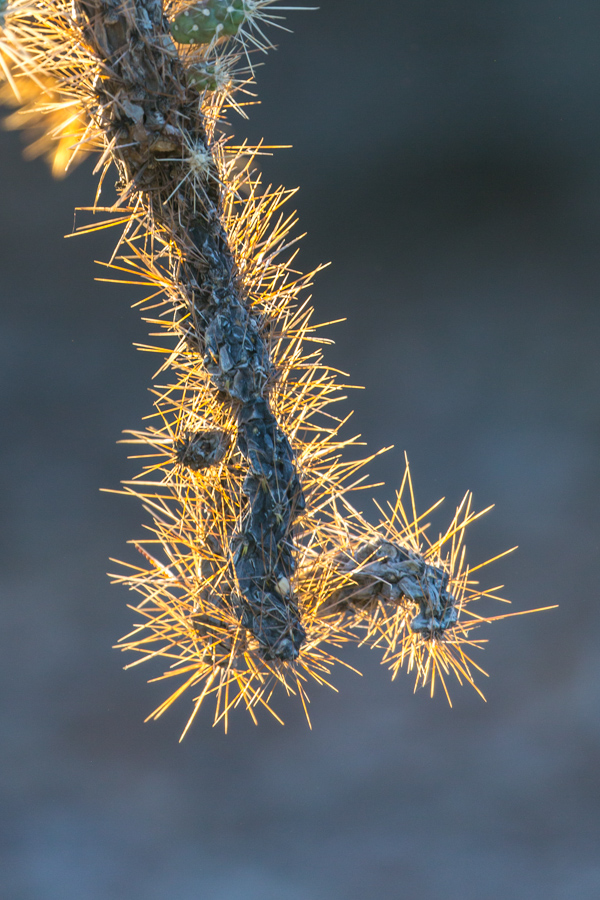 Old Branch in Phoenix, Arizona