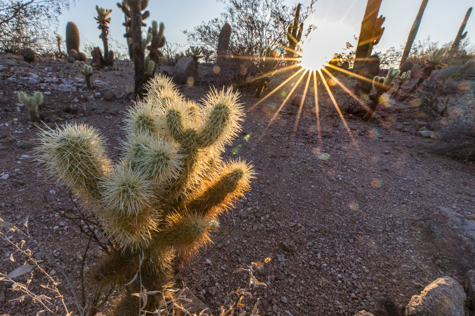 Cholla Sunrise in Phoenix, Arizona