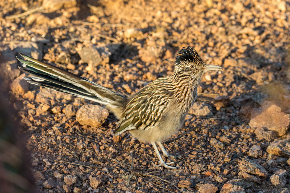 Roadrunner in Phoenix, Arizona