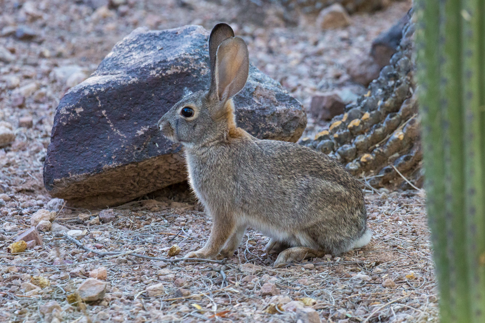 Desert Bunny in Phoenix, Arizona