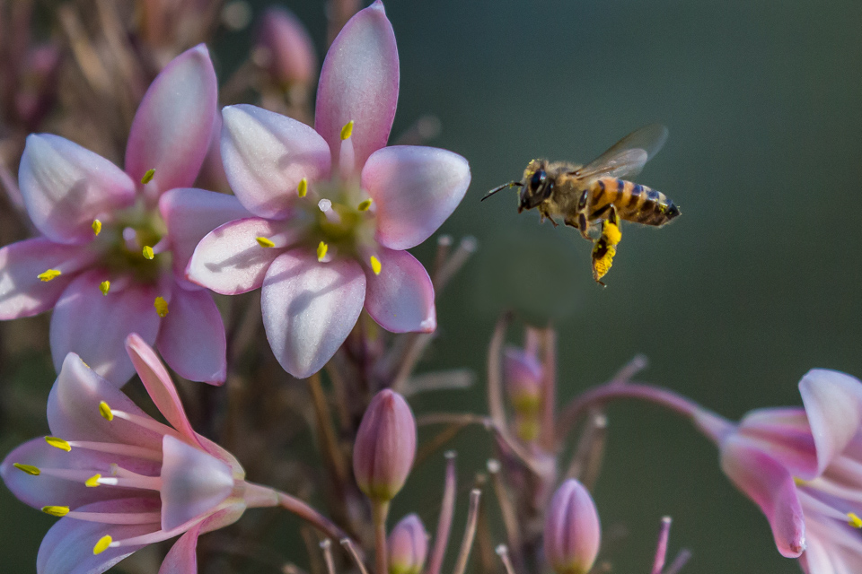 Looking for Pollen in Phoenix, Arizona