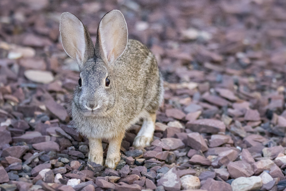 So Cute in Phoenix, Arizona
