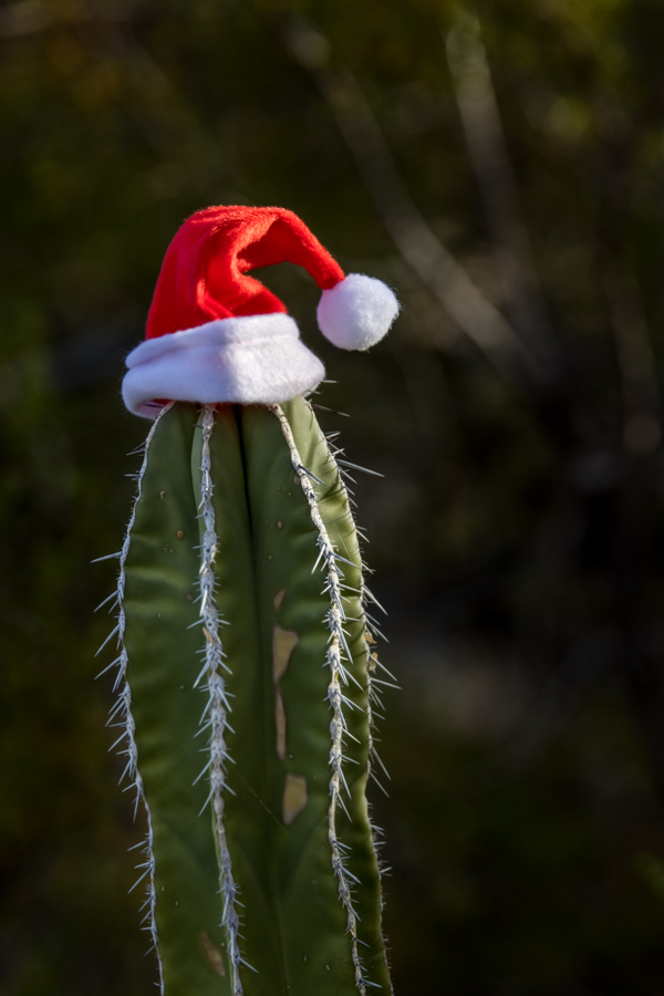 Desert Santa in Phoenix, Arizona