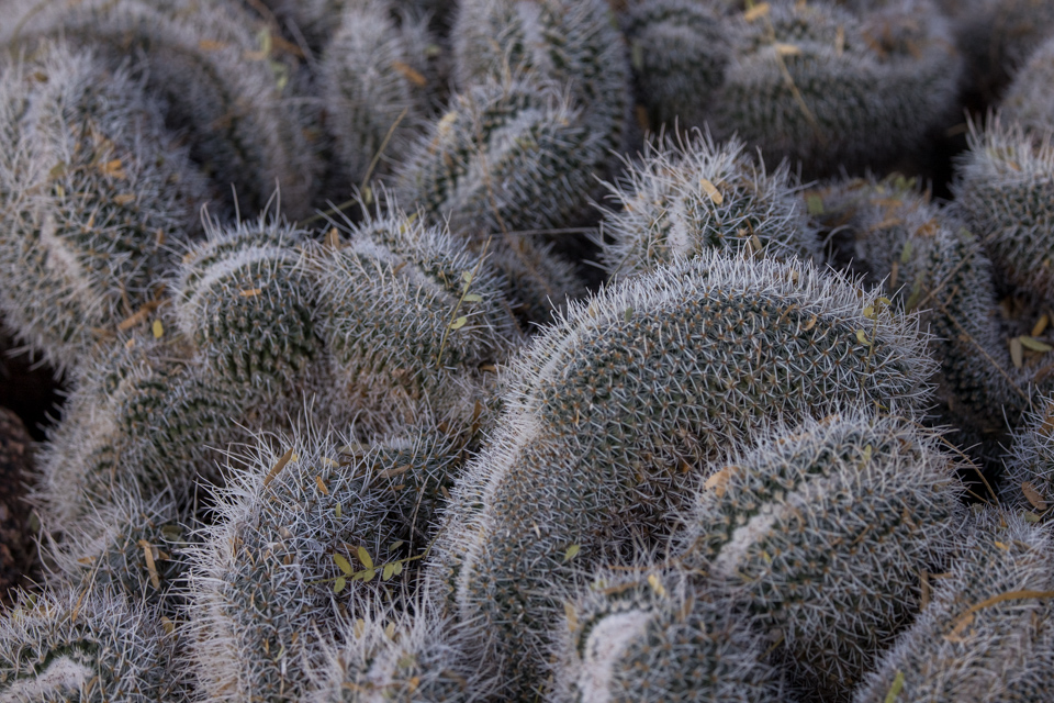 Desert Brains in Phoenix, Arizona